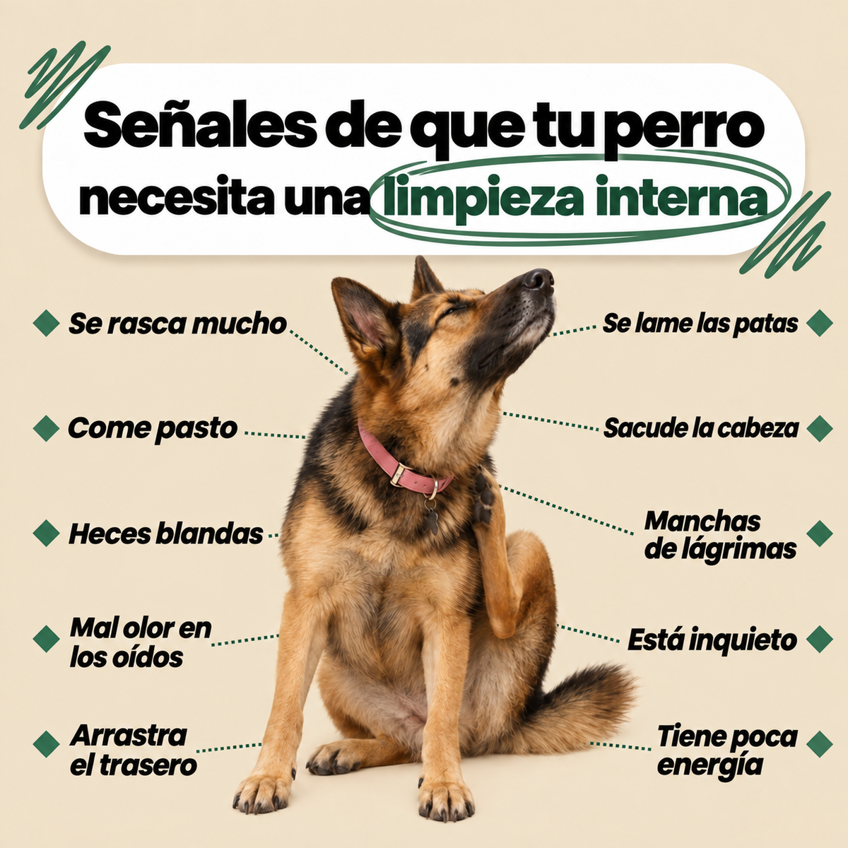 Gotas para perros con picazón